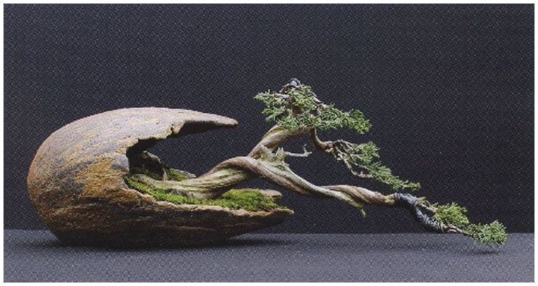 windswept bonsai